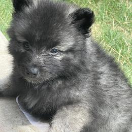 Keeshond Puppies from Kozy Keeshonden