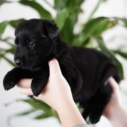 German Shepherd Puppies from Yosemite Shepherds