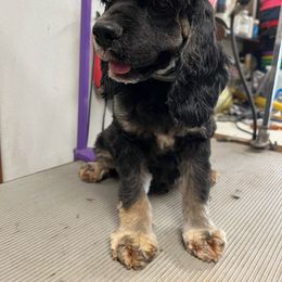 Leia - Cocker Spaniel