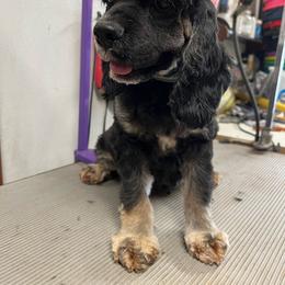 Leia - Cocker Spaniel