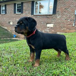 Red Collar (M) - Black and mahogany male Rottweiler puppy in Cookeville, Tennessee from Vom Rohrbach Rottweilers