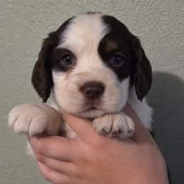 Prince - Liver white and tan male English Springer Spaniel puppy in Fort White, Florida from Thunderbird Springers