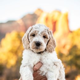 Goldendoodle Puppies from Fire Sky Kennels