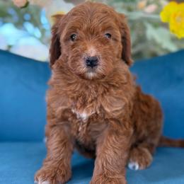 Mango - pink - Red  female Goldendoodle puppy in Yuciapa, California from AlltheDoodlez_