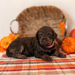 Share - Phantom female Poodle puppy in Lavonia, Georgia from Peach Blossom Kennels