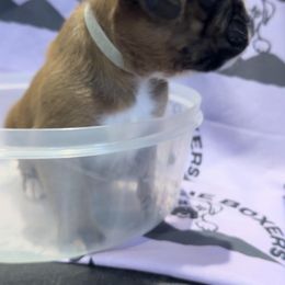 Buddy - Boxer puppy from Hillbillie Boxers