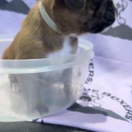 Buddy - Boxer puppy from Hillbillie Boxers
