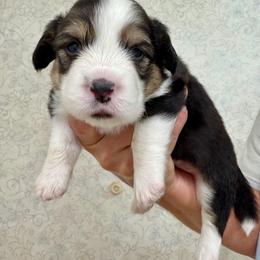 Akc Black Tan Tri color Fluffy boy with Full Tail - Black and tan male Pembroke Welsh Corgi puppy in Rochester, Indiana from Stacy’s Pembroke Welsh Corgis
