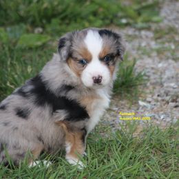 Lily - Blue merle female Miniature American Shepherd puppy in Hillsdale, Michigan from Faithwalk Aussies and Mini American Shepherds