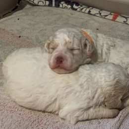 Lagotto Romagnolo Puppies from CreekSide Lagotto