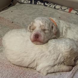 Lagotto Romagnolo Puppies from CreekSide Lagotto