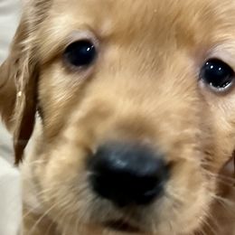 Boy 4 - Dark golden Golden Retriever puppy in Kentucky from Schueller's Golden Retrievers