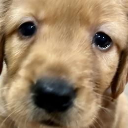Boy 4 - Dark golden Golden Retriever puppy in Kentucky from Schueller's Golden Retrievers