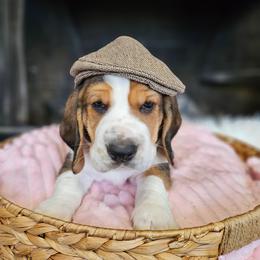 Lucky Fizz - Black brown and white male Basset Hound puppy in Lone Jack, Missouri from Wee Little Bassets
