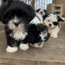 Ebony - Black female Lhasa Apso puppy in Snover, Michigan from Lhasa Fur Life