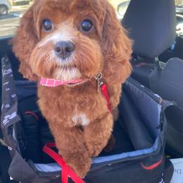 Willow - Cavapoo