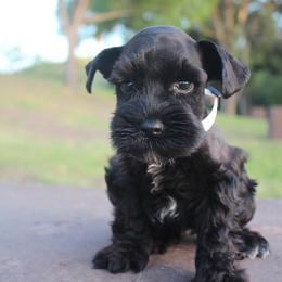 AKC Kyoto ( White) - Black male Miniature Schnauzer puppy in Vista, California from Olympus Schnauzers