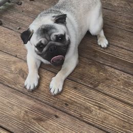 Axl - Pug