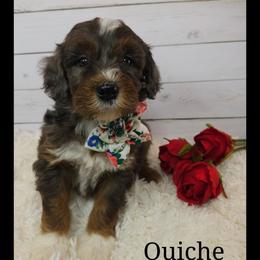 Quiche - Blue merle and white female Sheepadoodle puppy in Farley, Iowa from Iowa's Doodle Co.