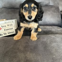 Gracie - Black and cream female Dachshund puppy in Stuart, Iowa from Johnson Family Corgis and more