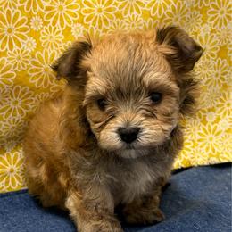 Frankie SMALL - Gold male Morkie puppy in Monticello, Iowa from Ashley’s Puppies