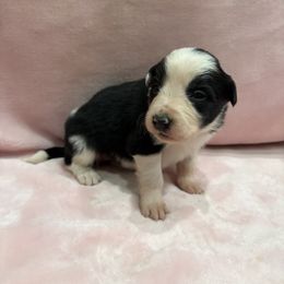 Border Collie Puppies from Vowell Farm Border Collies