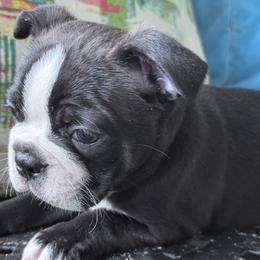 Sevyn - Seal and white male Boston Terrier puppy in Lexington, South Carolina from Velveteen Bostons