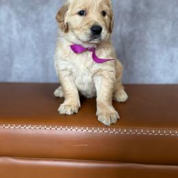 Golden Retriever Female- Purple - Golden female Golden Retriever puppy in Piedmont, South Carolina from The Farm at Saluda Ridge