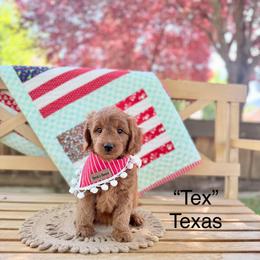 Texas - Red  male Goldendoodle puppy in Springville, Utah from JW Doodles