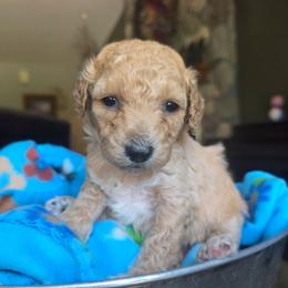 Zendaya - Apricot female Cavapoo puppy in Blackfoot, Idaho from Draper Mountain Doodles