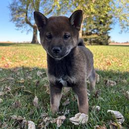Skye - Sesame female Shiba Inu puppy in Covington, Ohio from Rustic Country Shibas