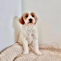 Bunnie - Parti female Goldendoodle puppy in Madisonville, Kentucky from Carlie and Co. Goldendoodles