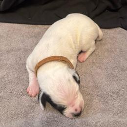 Beorn - White and black male Dalmatian puppy in Conroe, Texas from Saint Rocco's Dalmatians
