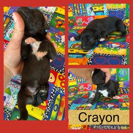 Crayon - Black male Catahoula Leopard Dog puppy in Forbes, Minnesota from North Country Catahoulas