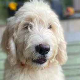 Goldendoodles from gwen odonell