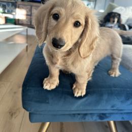 Bode Blue - Cream male Dachshund puppy in Bixby, Oklahoma from Luck Family Dachshunds