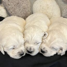 3rd Pick Male - Light golden male Golden Retriever puppy in Douglas, Wyoming from White River Retrievers