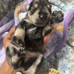 Miniature Schnauzer Puppies from Miniature Schnauzer Paradise llc