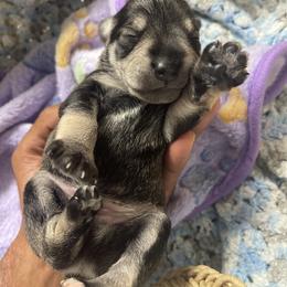 Miniature Schnauzer Puppies from Miniature Schnauzer Paradise llc