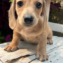Shaded cream - Cream male Dachshund puppy in Payette, Idaho from NT Mini Doxies