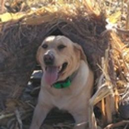 Labrador Retrievers from Labs on Sand kennel