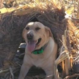 Labrador Retrievers from Labs on Sand kennel