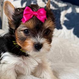 Lily - Black tan and white female Biewer Terrier puppy in Concord, California from Puppy Boutique