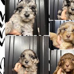 Aussiedoodle Puppies from CF Aussiedoodles