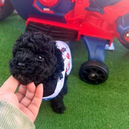 Puppy 3 - Black male Poodle puppy in Oakland, Pennsylvania from Tiny Toy Poodles