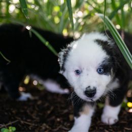 Maxwell - Black tri-color male Australian Shepherd puppy in Oakland City, Indiana from Moonlightaussies