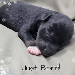 Olive AKC Imported Champion Lines - Black and silver female Miniature Schnauzer puppy in Saratoga Springs, Utah from Happy Beard Schnauzers