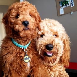 Goldendoodle All Grown Up from Daring Doodles