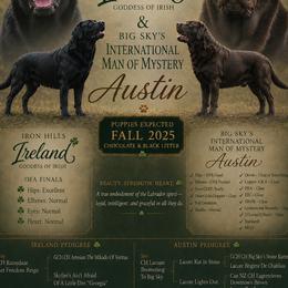 Labrador Retriever puppies from Oak Breeze Retrievers
