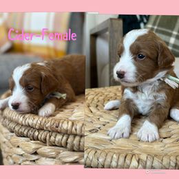 Cider - Red  female Goldendoodle puppy in Glendale, Arizona from Follow Your Bliss Doodles